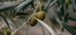 Read more about the article The Olive Tree Metaphor